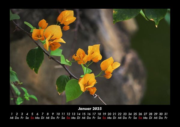 Produktbild: Pflanzen und Bl&uuml;ten 2025 Fotokalender DIN A3