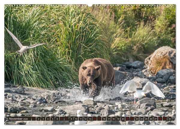 Produktbild: Grizzlyb&auml;ren im Katmai Nationalpark Alaska (Wandkalender 2026 DIN A2 quer), CALVENDO Monatskalender