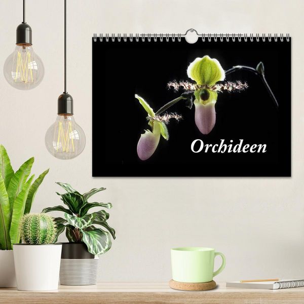 Produktbild: Orchideen 2026 (Wandkalender 2026 DIN A4 quer), CALVENDO Monatskalender