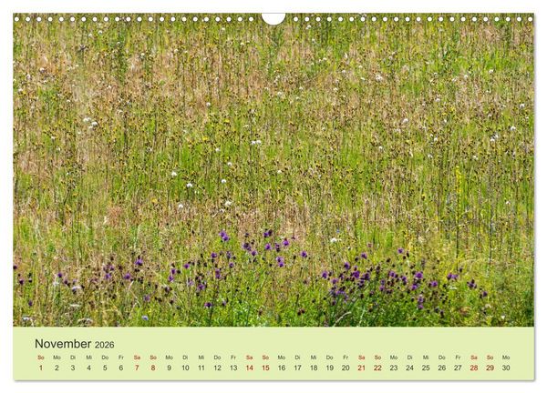 Produktbild: Wilde Blumen - ein Spaziergang durch die Natur (Wandkalender 2026 DIN A3 quer), CALVENDO Monatskalender