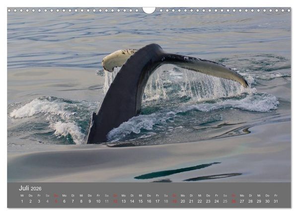 Produktbild: Island 2026 (Wandkalender 2026 DIN A3 quer), CALVENDO Monatskalender