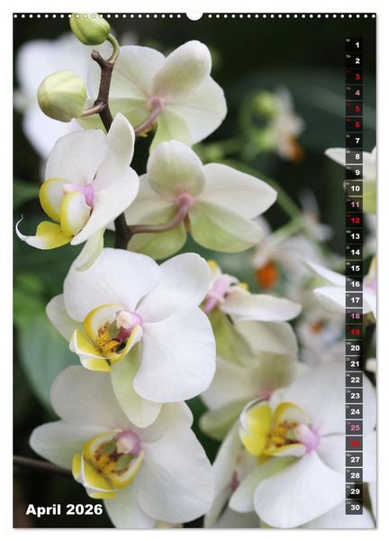 Produktbild: Freude an Orchideen (hochwertiger Premium Wandkalender 2026 DIN A2 hoch), Kunstdruck in Hochglanz