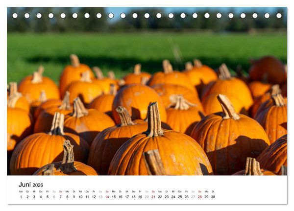 Produktbild: K&Uuml;RBIS KALENDER - Die sch&ouml;nsten K&uuml;rbisse des Jahres (Tischkalender 2026 DIN A5 quer), CALVENDO Monatskalender