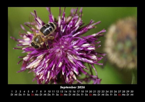 Produktbild: Bienen 2026 Fotokalender DIN A3