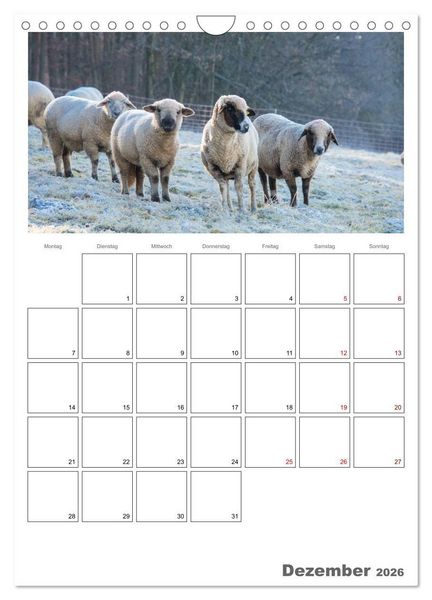 Produktbild: Schafe - 12 Monate in der Herde (Wandkalender 2026 DIN A4 hoch), CALVENDO Monatskalender