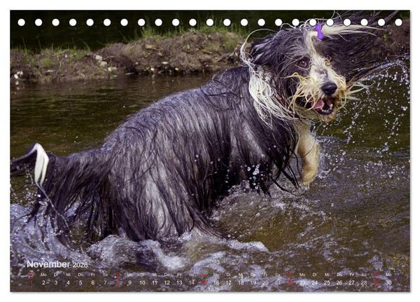 Produktbild: SPLASH - Hunde im Wasser (Tischkalender 2026 DIN A5 quer), CALVENDO Monatskalender