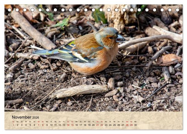 Produktbild: Wildes Stadtleben in M&uuml;nchen (Tischkalender 2026 DIN A5 quer), CALVENDO Monatskalender