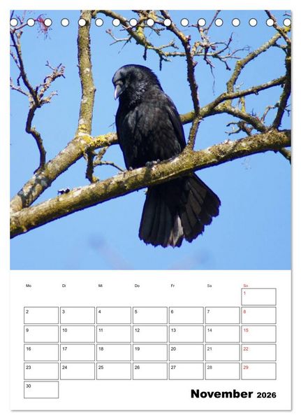 Produktbild: Rabenv&ouml;gel Terminplaner (Tischkalender 2026 DIN A5 hoch), CALVENDO Monatskalender
