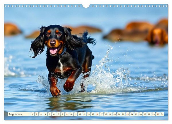 Produktbild: American Cocker Spaniel (Wandkalender 2026 DIN A3 quer), CALVENDO Monatskalender