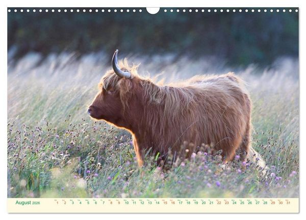 Produktbild: The Hairy Cow Calendar (Wall Calendar 2026 DIN A3 landscape), CALVENDO 12 Month Wall Calendar