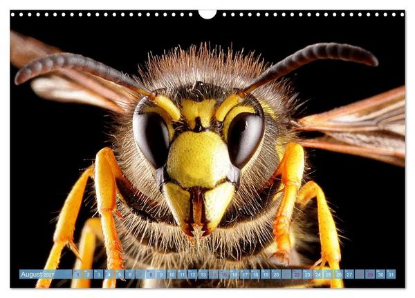 Produktbild: INSEKTENGESICHTER (Wandkalender 2027 DIN A3 quer), CALVENDO Monatskalender