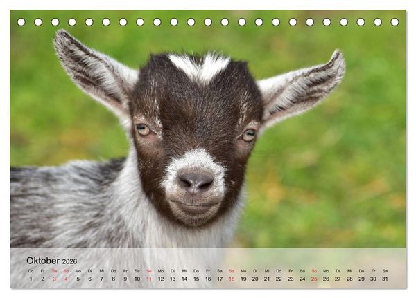 Produktbild: Ziegen. Kluge Freigeister (Tischkalender 2026 DIN A5 quer), CALVENDO Monatskalender