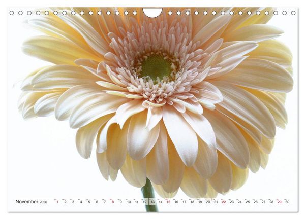 Produktbild: Blumenlust (Wandkalender 2026 DIN A4 quer), CALVENDO Monatskalender
