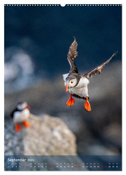 Produktbild: Naturerlebnis Puffin (hochwertiger Premium Wandkalender 2026 DIN A2 hoch), Kunstdruck in Hochglanz