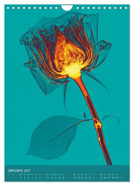 Produktbild: Blossoms between light and colour (Wall Calendar 2027 DIN A4 portrait), CALVENDO 12 Month Wall Calendar