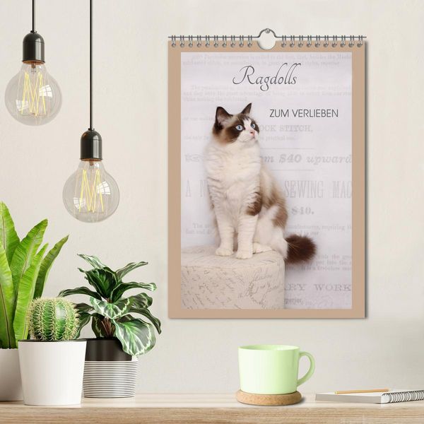 Produktbild: Ragdolls zum Verlieben (Wandkalender 2026 DIN A4 hoch), CALVENDO Monatskalender