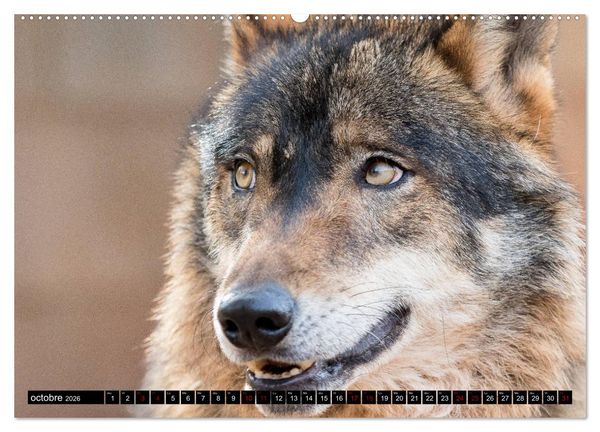 Produktbild: Le loup: l'esprit sauvage (Calendrier mural 2026 DIN A2 vertical) calendrier de bureau