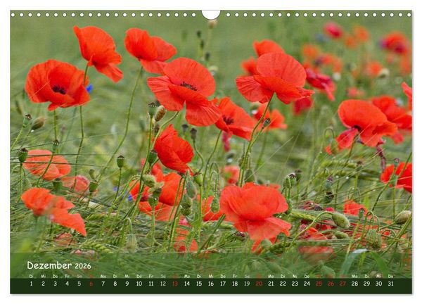 Produktbild: Mohntr&auml;ume (Wandkalender 2026 DIN A3 quer), CALVENDO Monatskalender