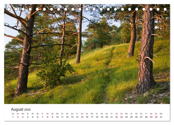 Produktbild: Im Deutschen Wald (Tischkalender 2026 DIN A5 quer), CALVENDO Monatskalender