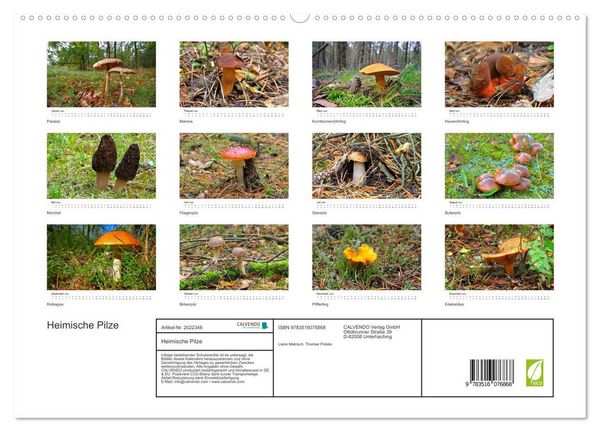 Produktbild: Heimische Pilze (hochwertiger Premium Wandkalender 2026 DIN A2 quer), Kunstdruck in Hochglanz