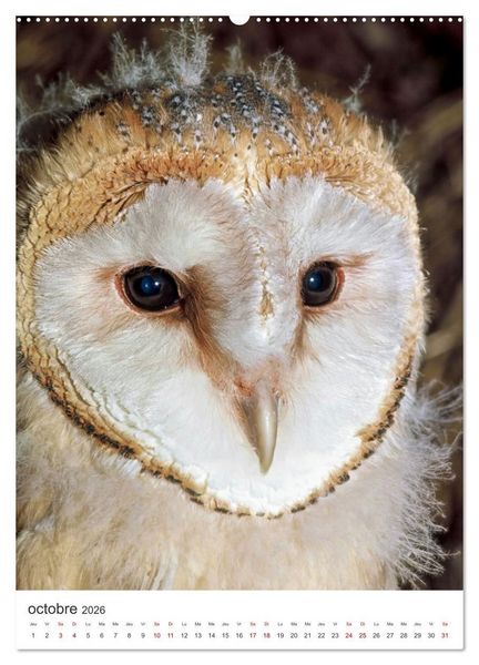 Produktbild: Une chouette de vie, les oiseaux (Calendrier mural 2026 DIN A2 horizontal) calendrier de bureau