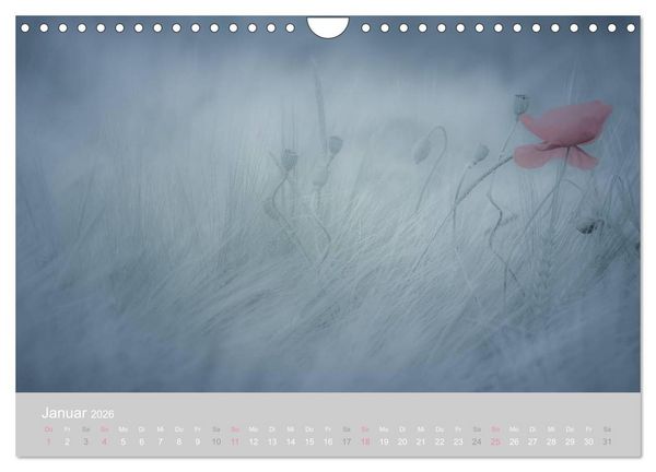 Produktbild: Zauber des Mohns (Wandkalender 2026 DIN A4 quer), CALVENDO Monatskalender