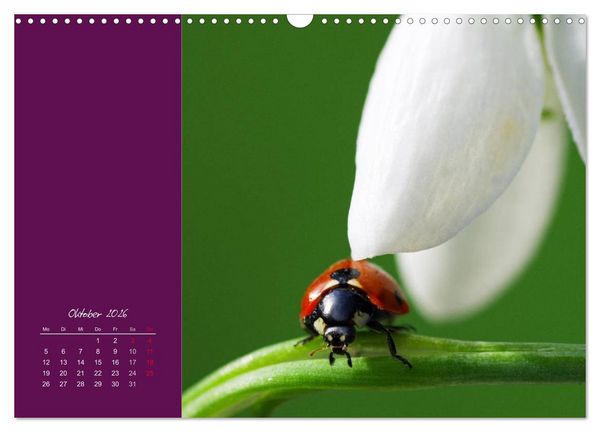Produktbild: Momente des Gl&uuml;cks (Wandkalender 2026 DIN A3 quer), CALVENDO Monatskalender
