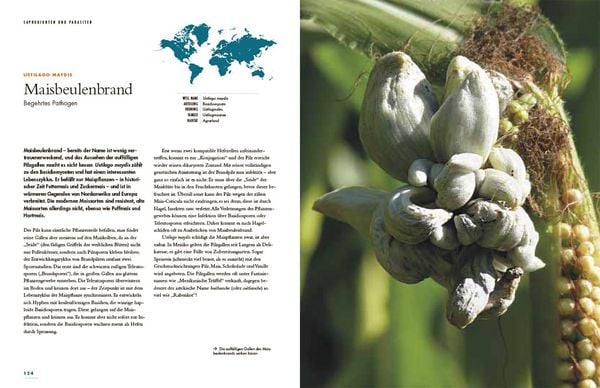 Produktbild: Pilze