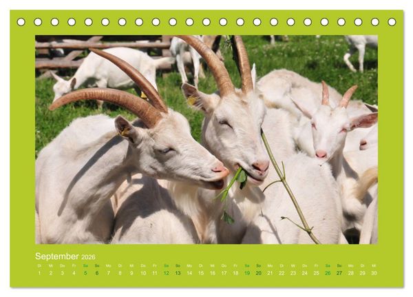 Produktbild: Ziegenkalender 2026 (Tischkalender 2026 DIN A5 quer), CALVENDO Monatskalender