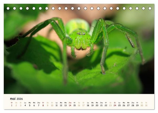 Produktbild: Nos amis les insectes (Calendrier de bureau 2026 DIN A5 vertical), CALVENDO calendrier mensuel