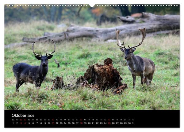 Produktbild: R&uuml;gen (hochwertiger Premium Wandkalender 2026 DIN A2 quer), Kunstdruck in Hochglanz
