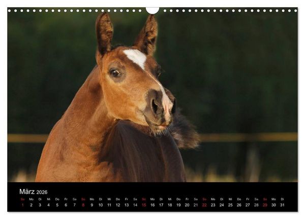 Produktbild: Faszinierende Pferde 2026 (Wandkalender 2026 DIN A3 quer), CALVENDO Monatskalender