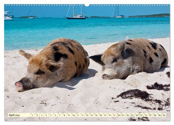 Produktbild: Schwimmende Schweine (hochwertiger Premium Wandkalender 2026 DIN A2 quer), Kunstdruck in Hochglanz
