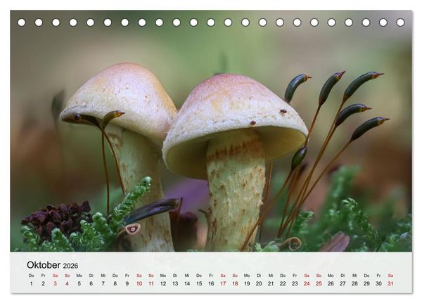 Produktbild: Verborgene Wunder (Tischkalender 2026 DIN A5 quer), CALVENDO Monatskalender