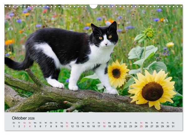 Produktbild: Katzen im Garten (Wandkalender 2026 DIN A3 quer), CALVENDO Monatskalender