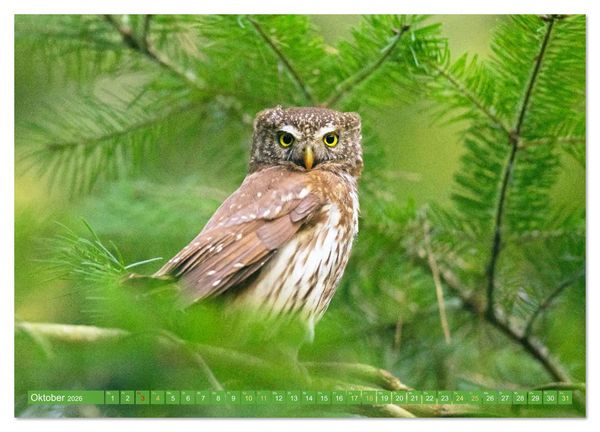 Produktbild: Wald-Kindergarten: Tierkinder im Wald (Wandkalender 2026 DIN A3 quer), CALVENDO Monatskalender