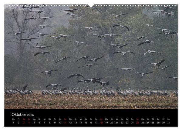 Produktbild: Kranich-Land Brandenburg (hochwertiger Premium Wandkalender 2026 DIN A2 quer), Kunstdruck in Hochglanz