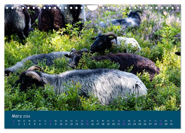 Produktbild: Heidschnucken, die pr&auml;chtigen Schafe der L&uuml;neburger Heide (Wandkalender 2026 DIN A4 quer), CALVENDO Monatskalender