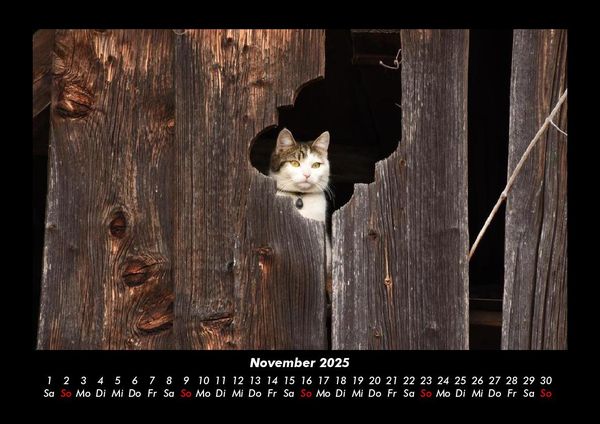Produktbild: F&uuml;r Katzenfreunde 2025 Fotokalender DIN A3