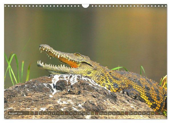 Produktbild: Krokodile in der Wildnis (Wandkalender 2026 DIN A3 quer), CALVENDO Monatskalender