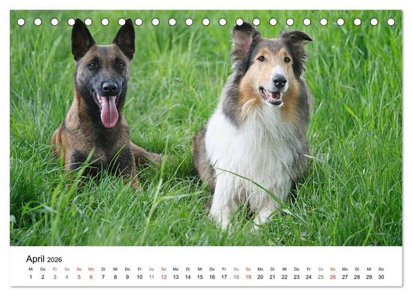 Produktbild: Mein Hundekalender 2026 (Tischkalender 2026 DIN A5 quer), CALVENDO Monatskalender