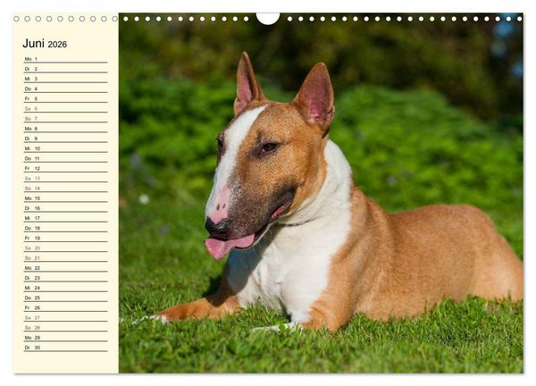 Produktbild: Bullterrier (Wandkalender 2026 DIN A3 quer), CALVENDO Monatskalender