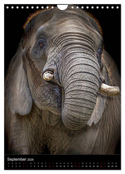 Produktbild: Portraits of Animals (Wandkalender 2026 DIN A4 hoch), CALVENDO Monatskalender