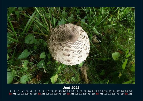 Produktbild: Pilzkalender 2025 Fotokalender DIN A4