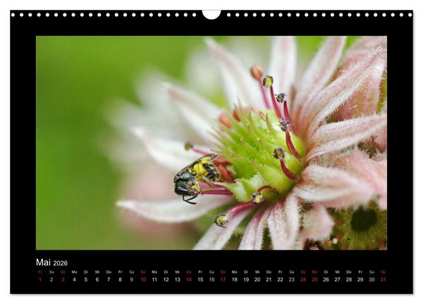 Produktbild: Die Wildbienen Deutschlands (Wandkalender 2026 DIN A3 quer), CALVENDO Monatskalender