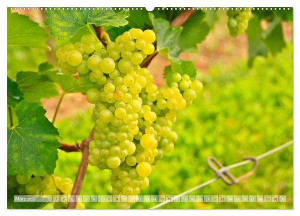 Produktbild: Wein- und Rebsorten aus Rheinland-Pfalz (hochwertiger Premium Wandkalender 2025 DIN A2 quer), Kunstdruck in Hochglanz