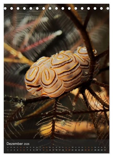 Produktbild: Nudibranches Meeresnacktschnecken aus Nord-Sulawesi (Tischkalender 2026 DIN A5 hoch), CALVENDO Monatskalender
