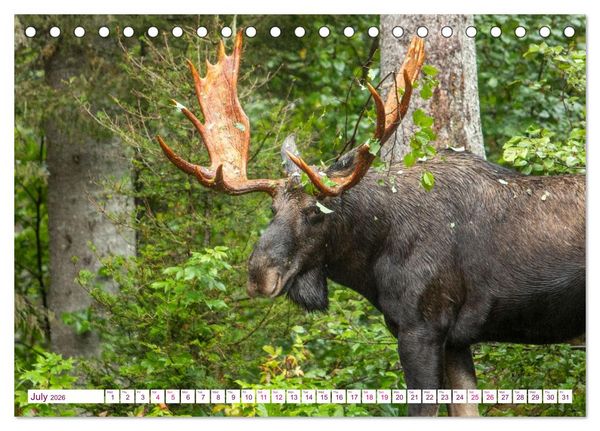 Produktbild: THE NORTHERN WOODLANDS MOOSE (Desk Calendar 2026 DIN A5 landscape), CALVENDO 12 Month DeskCalendar