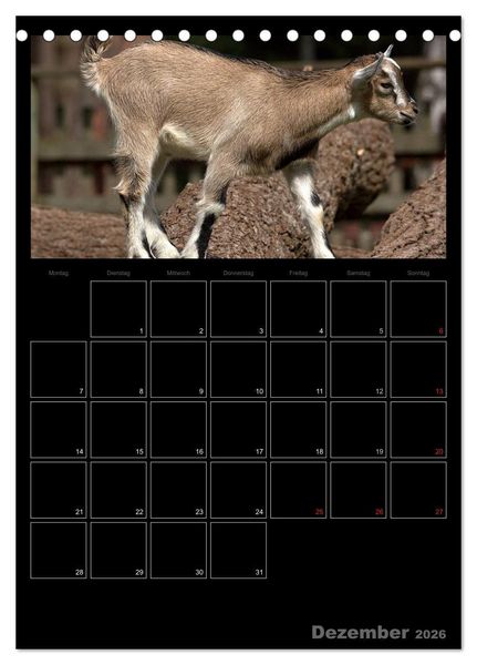 Produktbild: Zwergziegen (Tischkalender 2026 DIN A5 hoch), CALVENDO Monatskalender