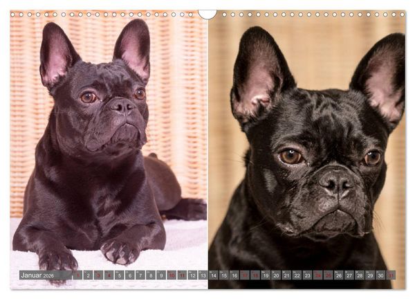 Produktbild: French Bully&acute;s - Gro&szlig;e Sch&auml;tze auf kleinen Pfoten (Wandkalender 2026 DIN A3 quer), CALVENDO Monatskalender